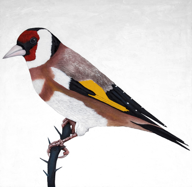 Tikli, European Finch (oil on canvas, 90cm x 90cm) SOLD