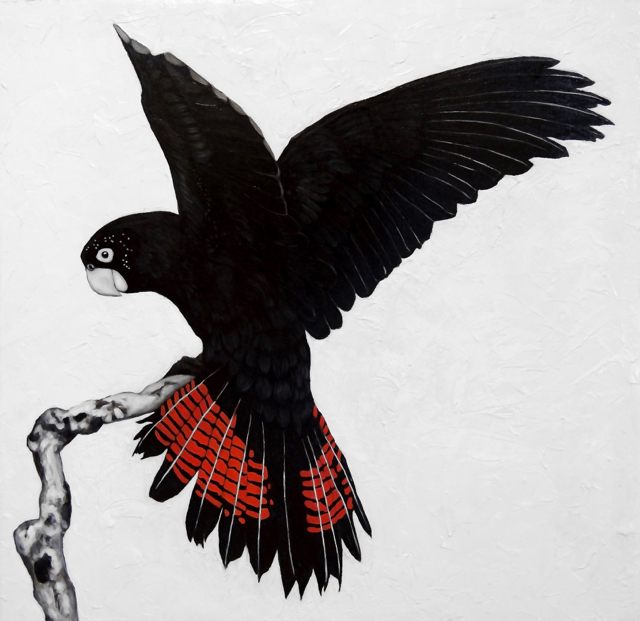Red-tailed Black Cockatoo (oil on canvas, 90cm x 90cm) SOLD