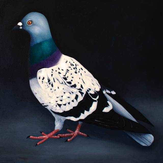 Mr Pigeon (oil on canvas, 110cm x 110cm)